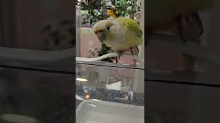 고개숙이며 안녕하세요 인사하는 말하는 코뉴어 앵무새 연두