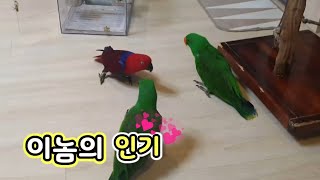 오랜만에 집에 놀러온 루피 친구들~ 인기만점 루피