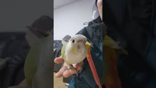 민트는 넘 예뻤어           #parrot #birds #앵무새 #코뉴어
