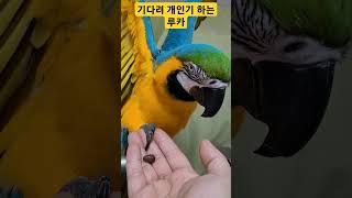 루카의 새로운 개인기 "기다려" #parrot #앵무새 #macaw #청금강 #청금강앵무새 #animal #동물 #마카우