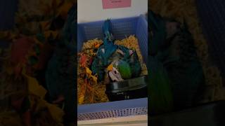 청금강 #birds #앵무새 #parrot #birds…