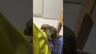 자기 깃털 뽑아서 가지고 노는 열무 #앵무새 #parrot #코뉴어 #conure #반려동물