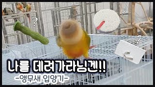 결국... 앵무새를 집으로 데려왔습니다ㅣ앵무새 입양 시 준비물??