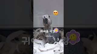 귀여움으로 엄마 심장을 쫄깃하게 만드는 회색앵무새이유조…