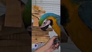 착한나무꾼 편백스틱 /청금강장난감 /나무모빌