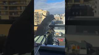 밥 안준다고 빨래집게 물어던지기 #코카투 #시드니라이프#cockatoo#sydney#sydneylife#healing