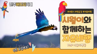 [앵무새 자유비행] 청금강 시월이 세종시