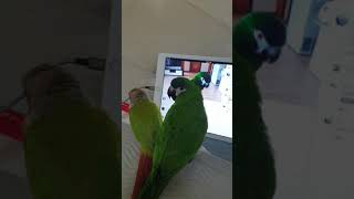 다른 한스마카우가 말을하네 뭐라구??