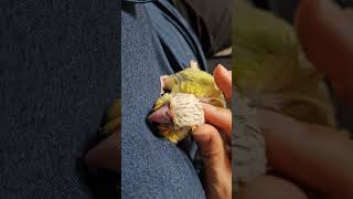 쓰담쓰담 해 주세요^^ #앵무새 #이유조 #코뉴어 #분양