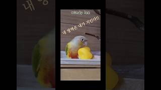 ▪︎침범하면 가만안두게쓰~ #반려새 #코뉴어 #앵무새