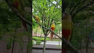 코뉴어 커플 앵두 자두 # 날씨 가 시원해요 