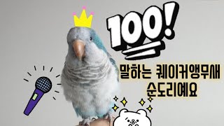 퀘이커앵무새 순도리ㅎㅎ 말잘하는 앵무새 말많은 앵무새 조잘조잘~