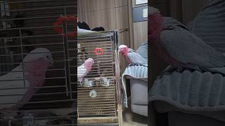 승덕이의 짝사랑 #갈라코카투 #앵무새 #반려동물 #pa…