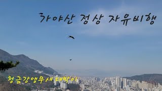 가야산 정상에서 청금강앵무새 자유비행