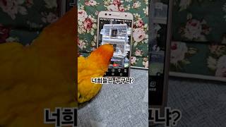 다른 앵무새는 싫어하는 써니~  #썬코뉴어 #parro…