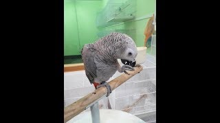 앵무새에게 꼭 먹여야 할 것들 To raise a pa…