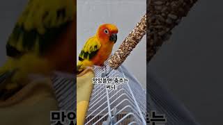 맛 있으면 춤으로 표현하는 써니!  #썬코뉴어 #parrot #앵무새 #맛있으면 #delicious #춤 #dance #표현 #language #써니