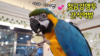 [4K] 청금강앵무 사과 먹방 / 앵무새 카페 (Blu…