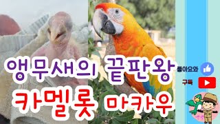 카멜롯 마카우를 소개합니다.