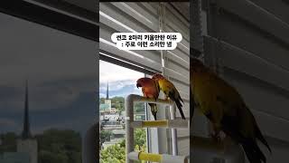 썬코 2마리 키울만한 이유 #썬코뉴어 #썬코소음 #앵무…