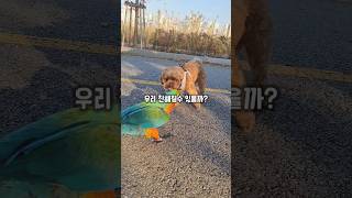 왕 큰 앵무새와 강아지가 만나면 생기는일 #왕크왕귀 #할리퀸마카우마르코 #귀엽고난리