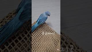 퀘이커 놀이터 만들기#Quaker#앵무새#baby bi…