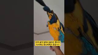 왜 이러는지 아시는분?ㅋㅋㅋ #macaw #청금강 #청금강앵무새 #앵무새 #parrot