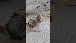 chubby  #bird #parrot #cute #short #pet #conure  #funnybirds #fyp #babybird #viral​ #힐링 #아기앵무새 #코뉴어