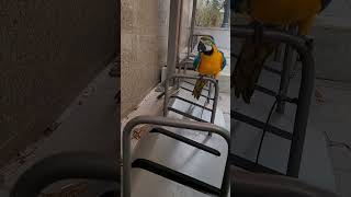 자전거 보관소에서 노는중 #청금강 #청금강앵무새 #macaw