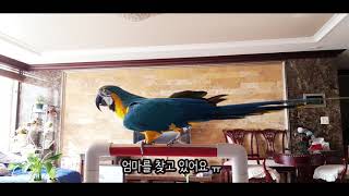 엄마가 사라지자 앵무새가 하는 말 ㅋㅋㅋ앵무새 반응 너무 귀엽다