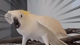 으리으리한 앵무새 쇼핑몰이 하는 카페를 다녀왔다 (feat.버드소리 위례점 에덴파크)