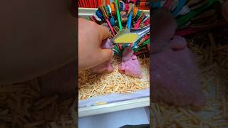 청금강 앵무새예요. #birdslover #parrot #pets #birds #cute #animals #사계절앵무새 #앵무새성장 #앵무새분양