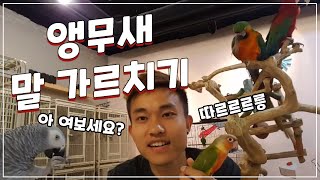 앵무새 훈련 - 앵무새 말 가르치기, 내가 시킨 말 하…