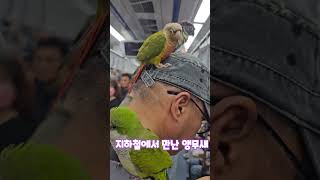 지하철에서 만난 반가운 앵무새
