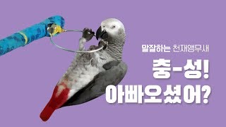 연구대상똘이 회색앵무 아빠오셨어? 충성 다녀오세요~