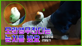[모란앵무새] 앵무새도 눈치를 볼까?