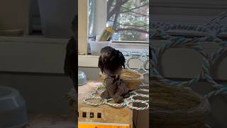 목욕하고 옹알이 하는 구름이 #구름이 #팀네회색앵무