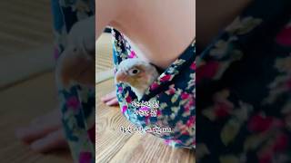 놀 곳이 부족한가? 왜 거길 좋아하는 거야~#코뉴어#코뉴어앵무새 #시나몬코뉴어#다리사이#동굴탐험