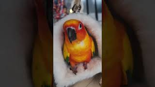 귀여운 썬코뉴어 코니도 러블 피카베드와 함께하는 모습! 알고 보니 유명 앵무새였어요. ❤️ (C) 2025 SUSTAINPET Co. All Rights Reserved.