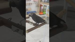 이런 회색앵무도 있나요? 네 #팀네회색앵무