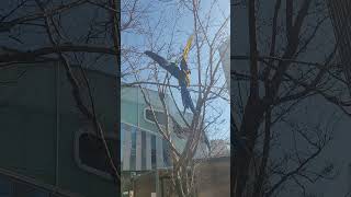 루카의 바람샤워 #shorts #청금강 #청금강앵무새