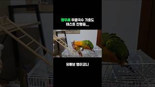 앵무새 무염국수 선호도 테스트중 #parrot #앵무새 #코뉴어 #동물 #conure #birds #썬코뉴어 #반려동물
