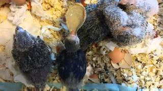 모란앵무 파인애플코뉴어 이유중 (Parrot Hand …