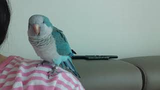 [짤~영상]퀘이커앵무새 순도리 안녕하세요 인사하는 앵무새