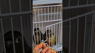 코뉴어앵무새#하랑이#하봉이#cute#동물더빙#더빙농장#…