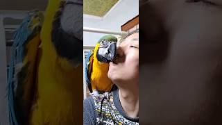 청금강 젤리 무한뽀뽀하기