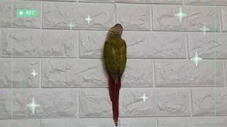 [앵무파파] 하늘다람쥐로 변신한 코뉴어 앵무새 똥코니 [2020.03.15]