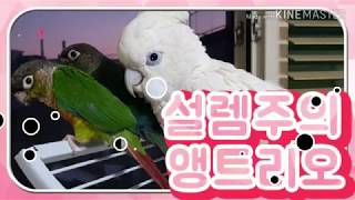 [앵트리오] 듀컵코카투 : 설렘 두부