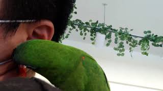 귀에다 이상한소리내는 한스마카우