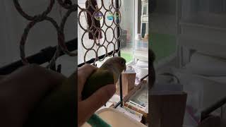 소망이(코뉴어)